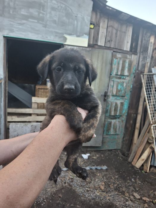 Продаються  цуценята бельгійської вівчарки