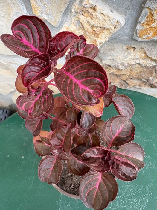 Iresine herbstii