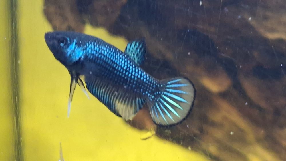 Bettas imbellis. .
