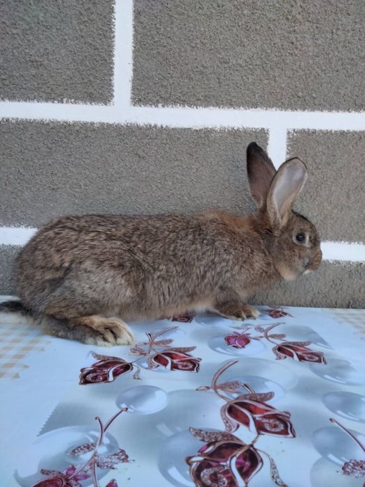 Кролики, самці та самиці