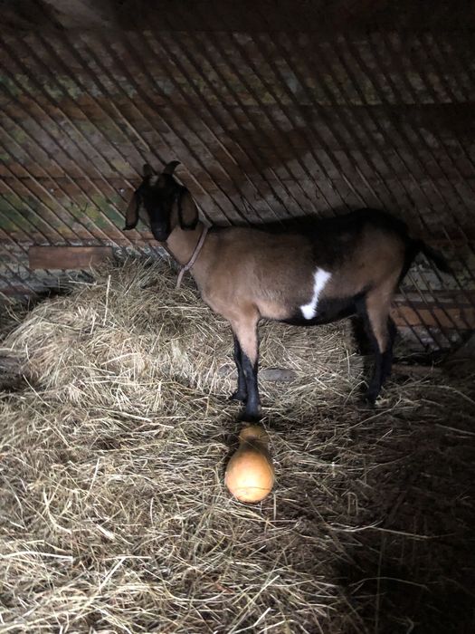Продам нубійських кіз
