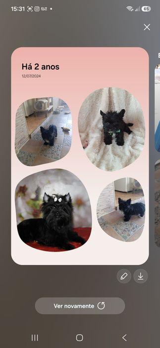 Biewer Terrier Macho Preto Criadora Registada PT3088FL