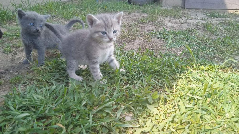 Котята бесплатно