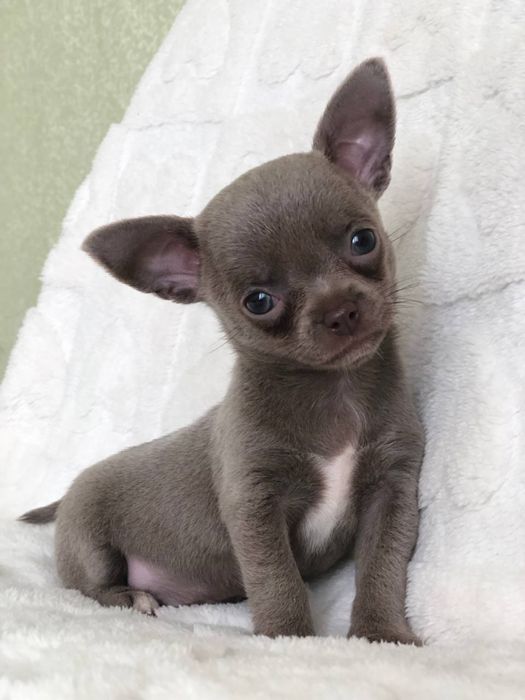 Ліловий хлопчик чіхуахуа