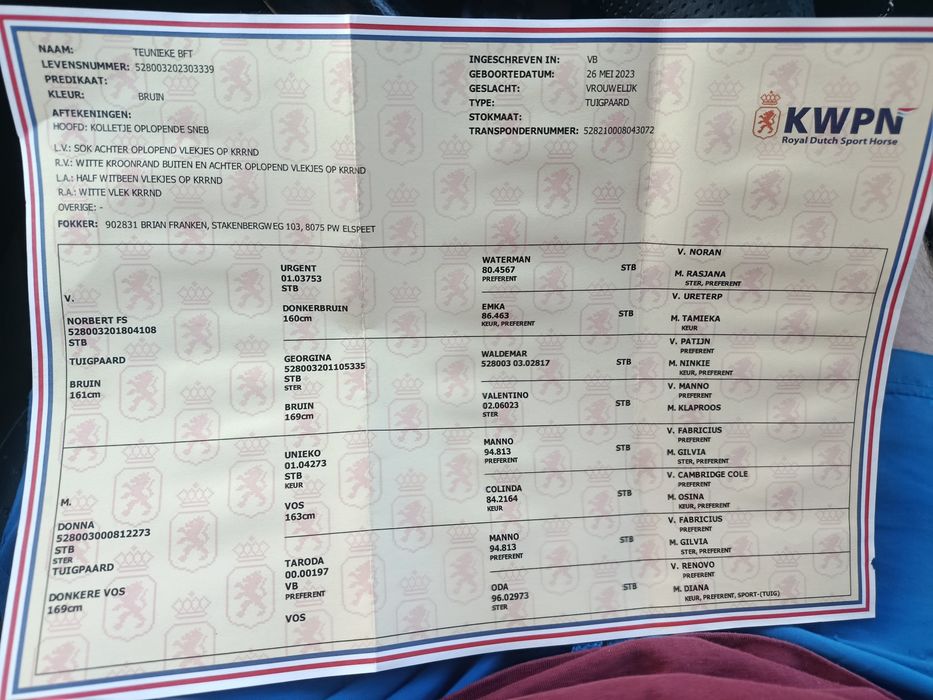 Para klaczy KWPN