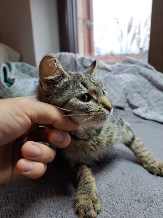 Szarynka, kotka do adopcji