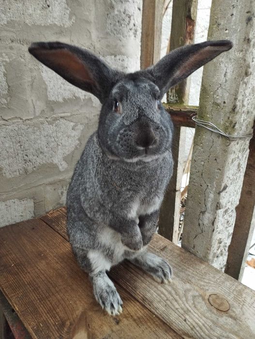 Молодий робочий самець