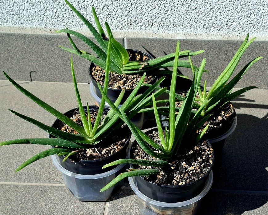 Aloes vera - sadzonka