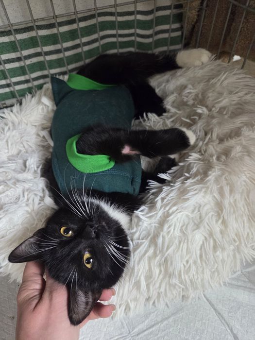 Kotka kociak kociczka kot