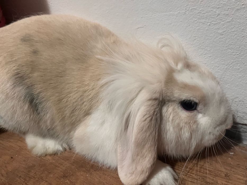 Nazywam sie zosia szukam domu