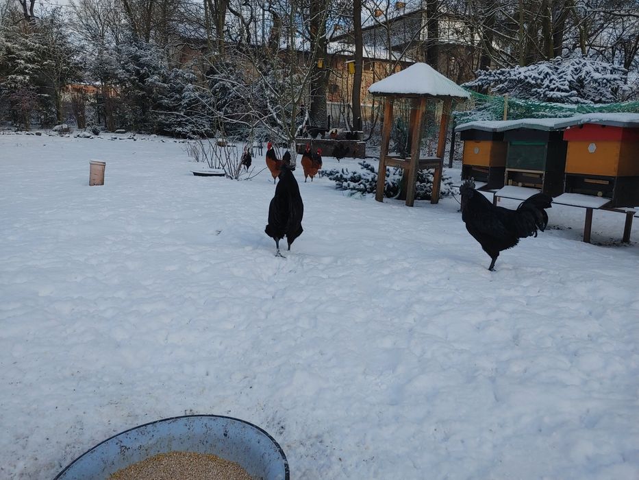 Koguty ayam cemani wloszka