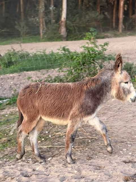 Burro manso, macho