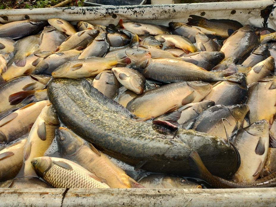 Karp konsumpcyjny, patroszenie w cenie