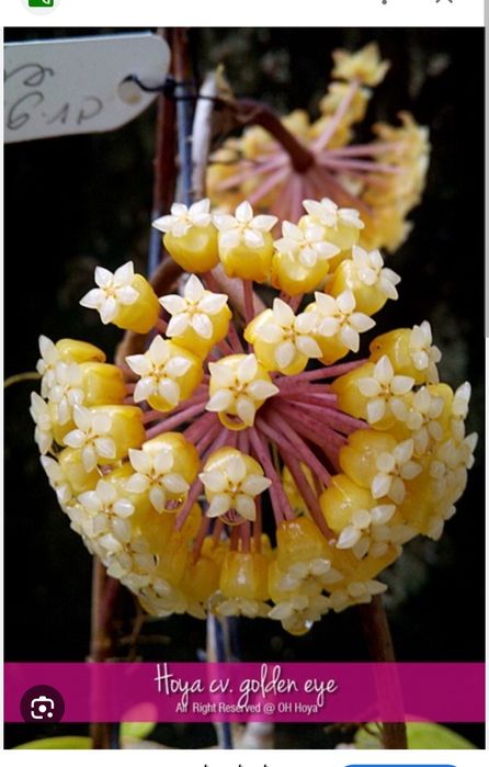 Хойя укорененная Golden Eye