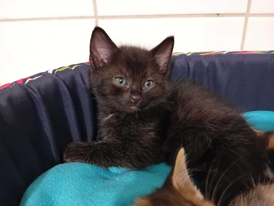 Adopcja malutki kotek Louis