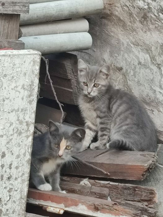 Котики у добрі руки