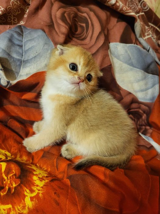 Чудовий хлопчик золота шиншилла.