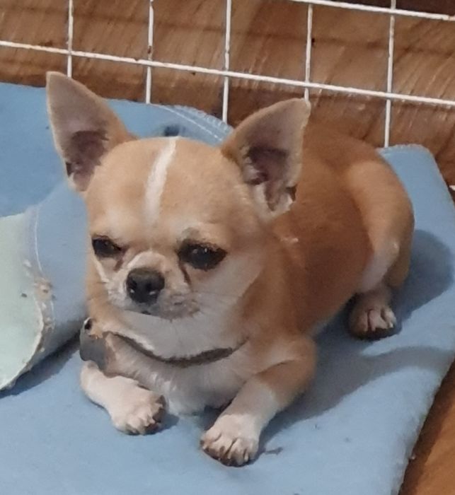 Гладкошерстные мальчики чихуахуа