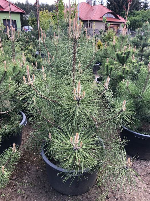 Sosna Czarna 'Pinus Nigra' wys ok. 100cm wys. Leszno wlkp.