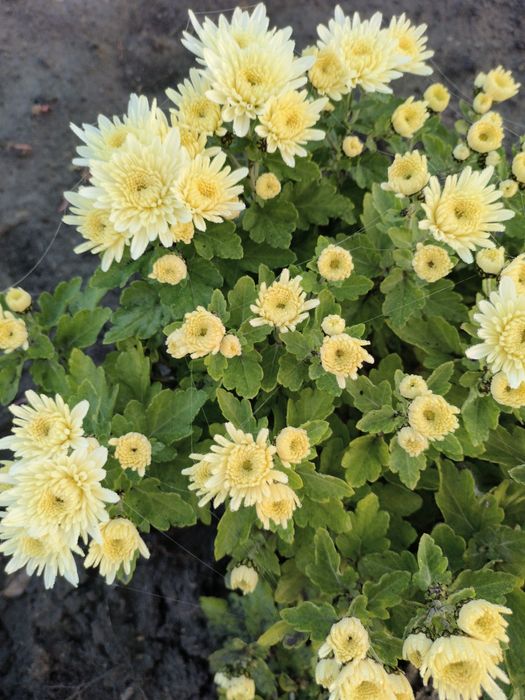 Хризантема шаровидна(мультифлора)