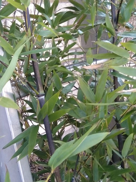 Czarny Bambus Drzewiasty NIGRA Mrozoodporny (Phyllostachys)