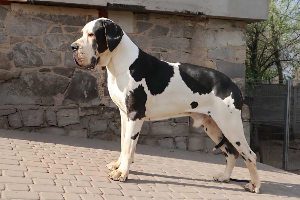 Suka Dog Niemiecki hodowla La Componella FCI suka bardzo mocna ZKwP