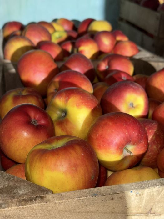Продам яблука різних сортів