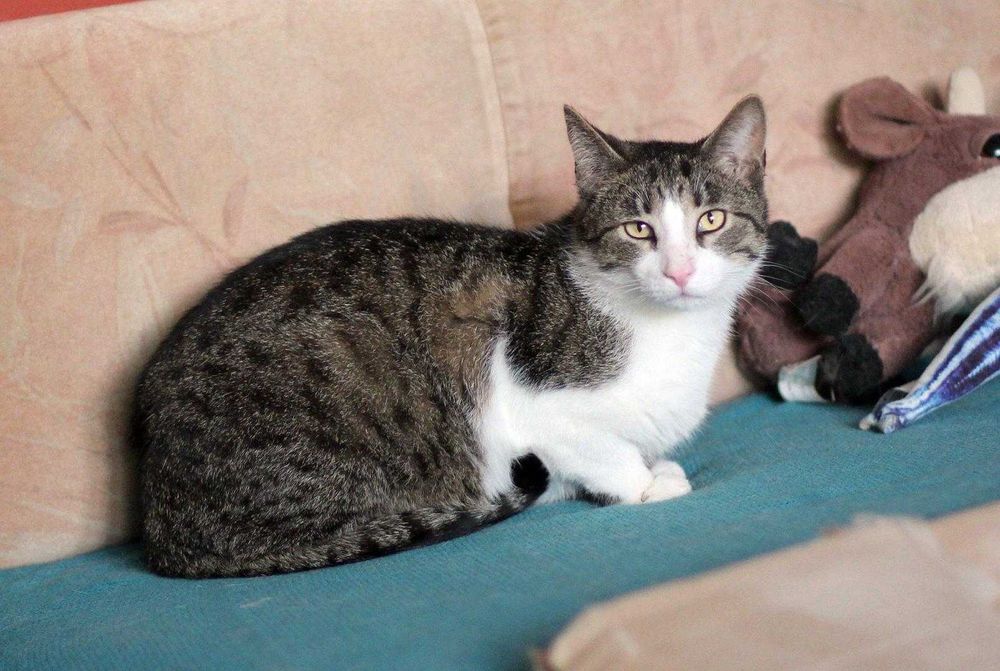 Staś ok 3 letni kocurek szuka domu niewychodzącego