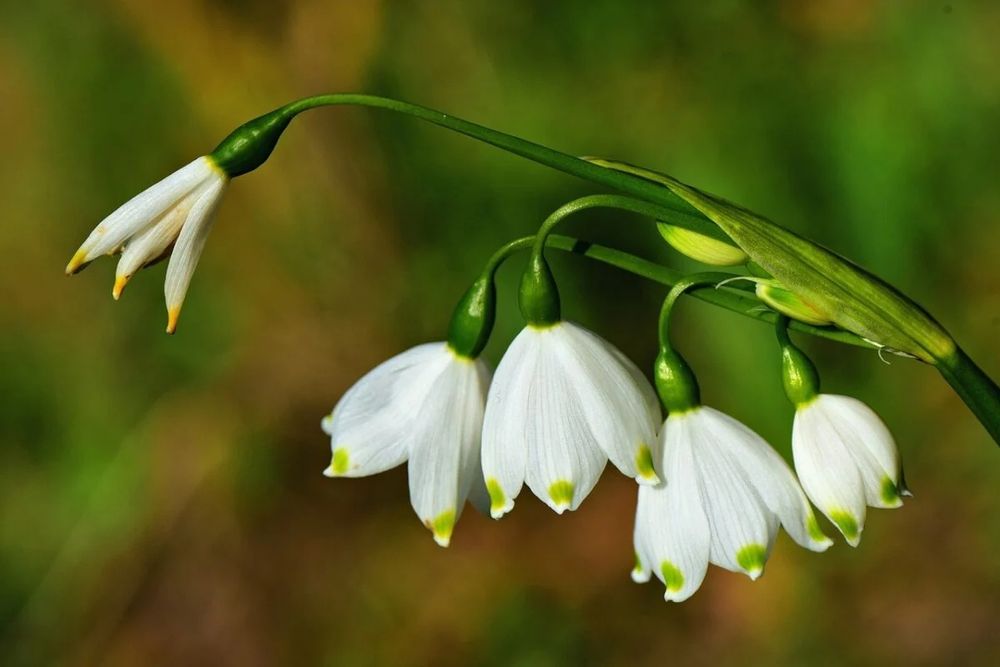 Масаж Розслабляючий Київ