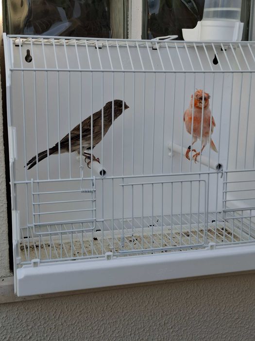 Canários Arlequim Português - Azeitão