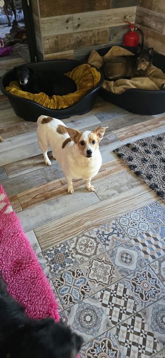 Niskopodłogowa sunia do adopcji