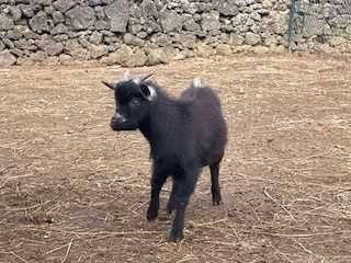 Cabrito raça anã