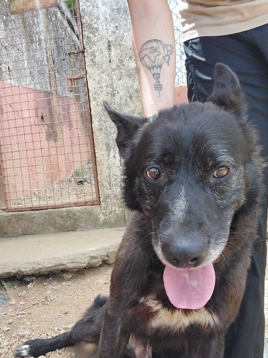 Cão para doção responsável