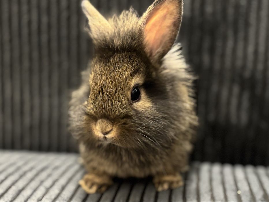 Królik • Lew miniaturowy • Samiec Cynamon • Hodowla domowa