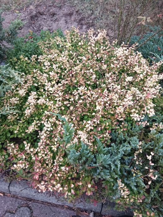 Oddam różne roslinki