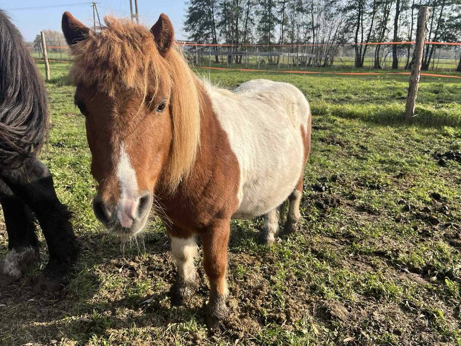 Kropek- 9-letni kucyk do bezpłatnej adopcji.