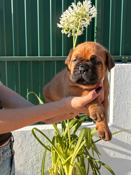 Dogue de Bordéus