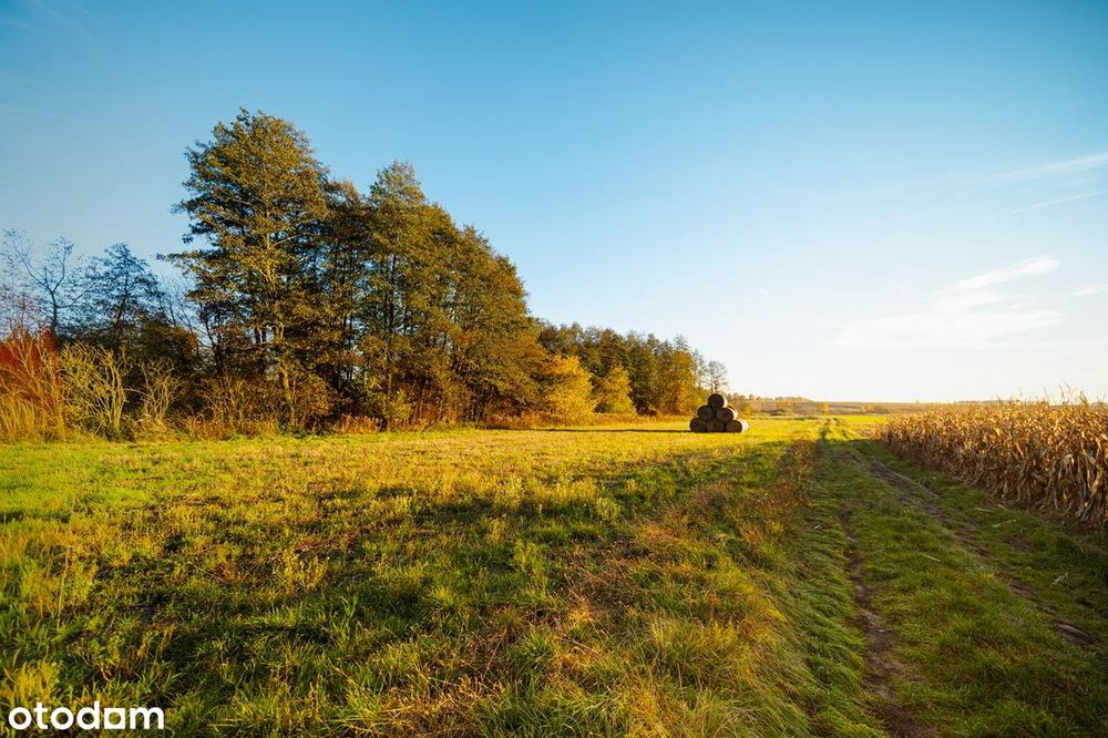 Żyj blisko natury – działki przy lesie w Poniatowicach - More