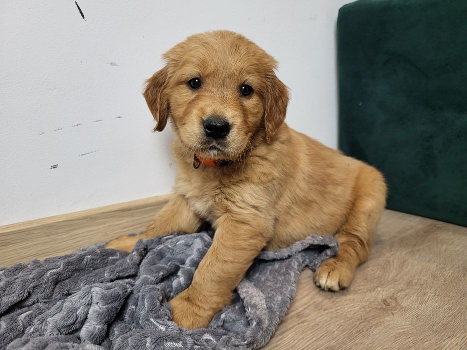 Ciemnozłota suczka Golden Retriever