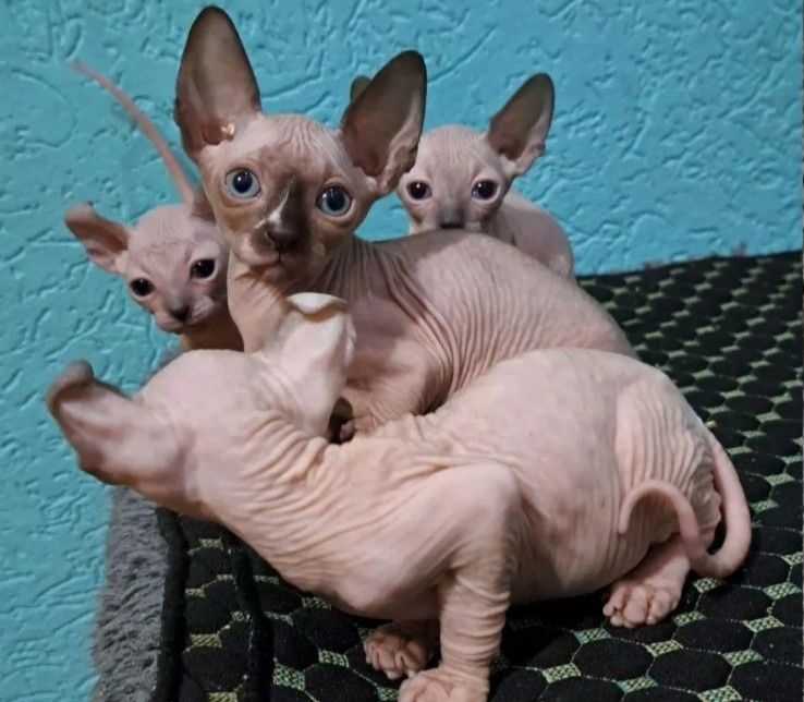 Кошенята конадського сфінкса