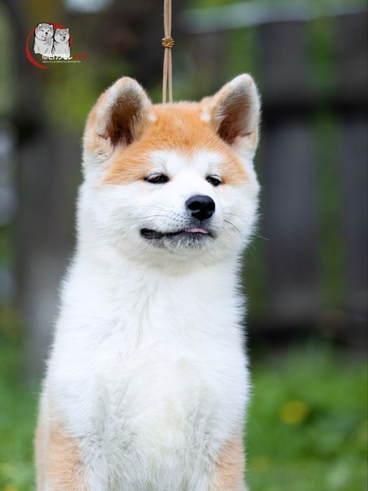 Акіта , akita, цуценя акіти , документи FCI
