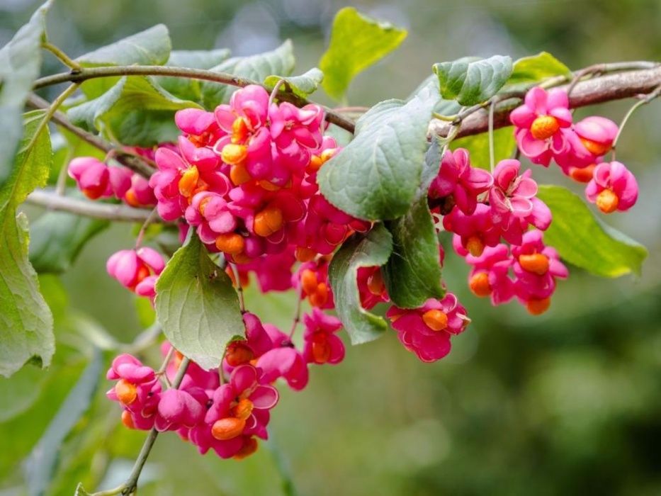 Trzmielina Pospolita Euonymus Europaeus wysokość Sadzonki 160 cm