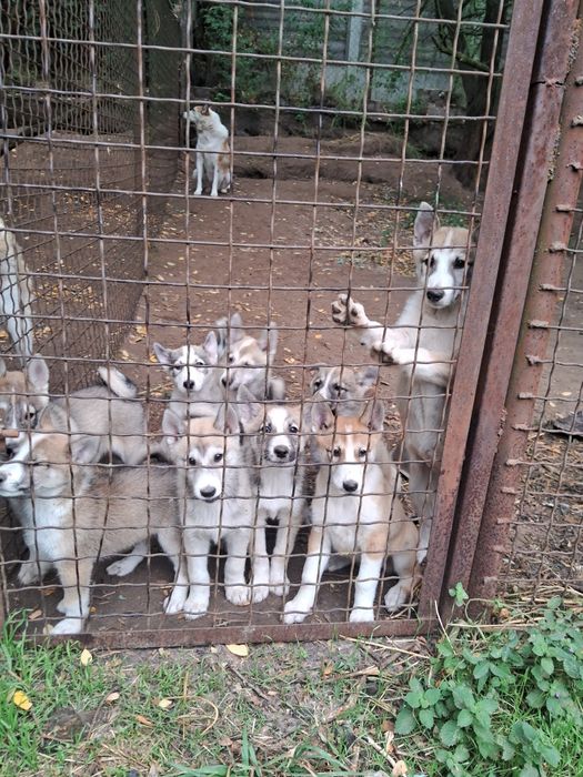 Західно-сибірська лайка  цуценята  щенки западно-сибирской лайки