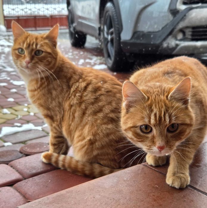 Bolek i Lola, dwa rude kociaki