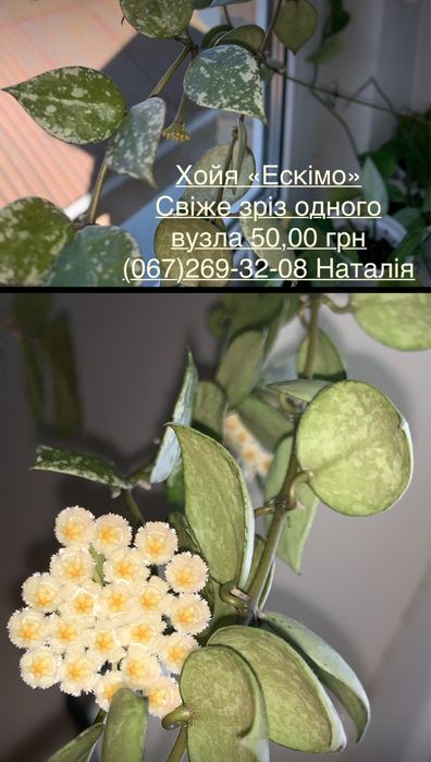 Хойя види. Хойя. Хойя