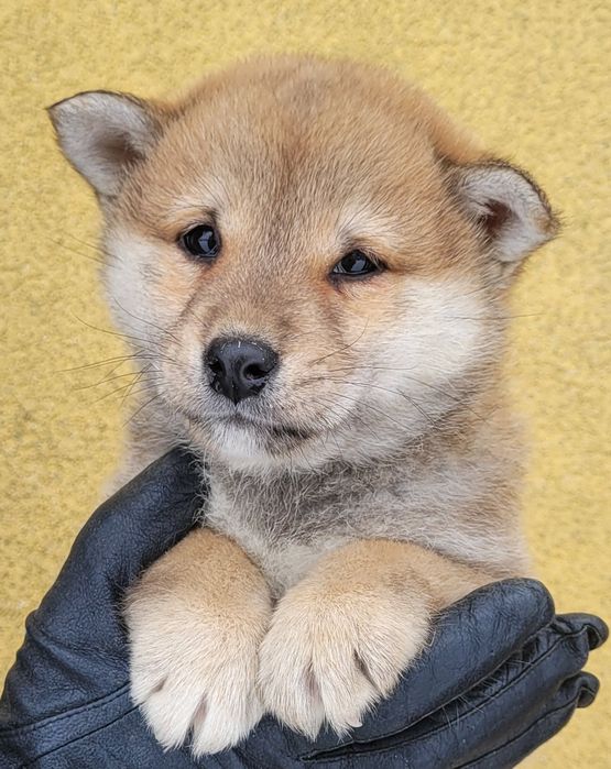 Shiba inu piesek  !!! Gotowy do odbioru !!!