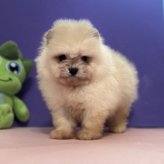 хлопчик шоу класу тип ведмедик