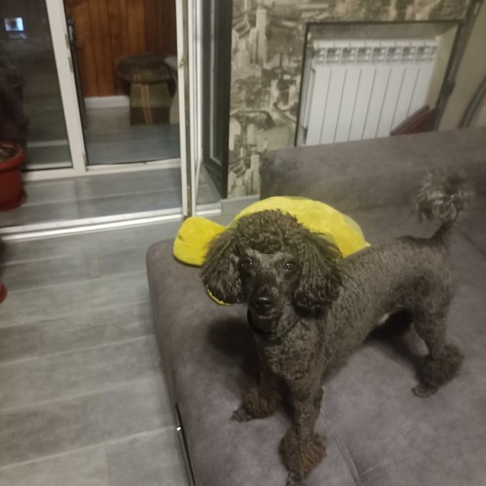 Молодий хлопчик пудель шукає подругу для в'язки