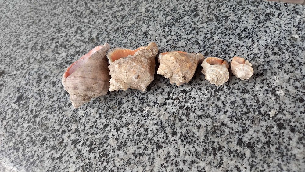 мушлі (ракушки) рапанів