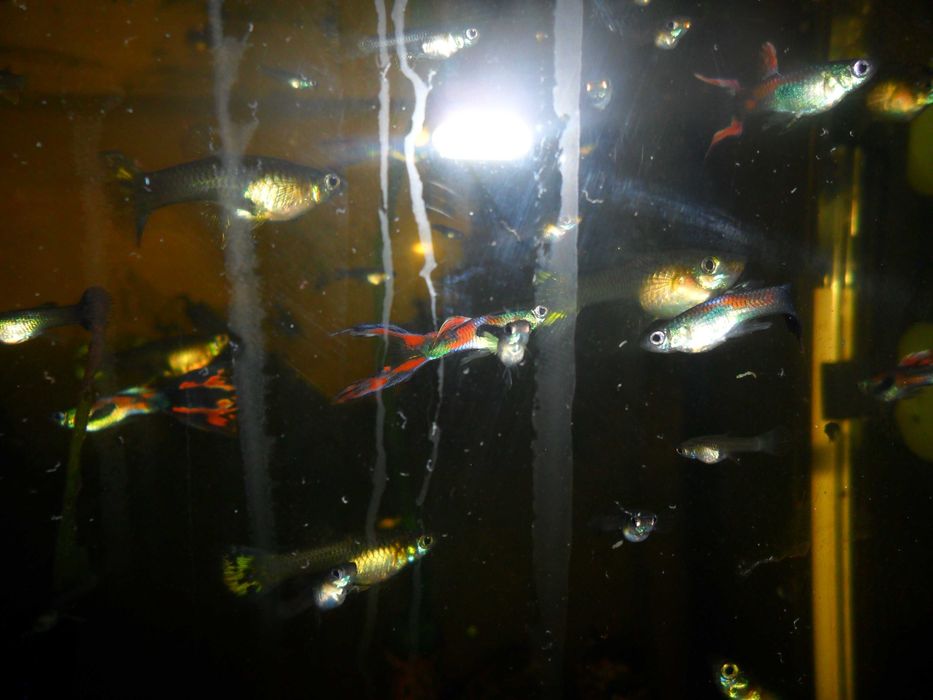 Гуппи,несколько цветовых форм.